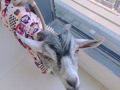 -怪兽屋·羊驼·猫咖·狗咖(俊华广场店)