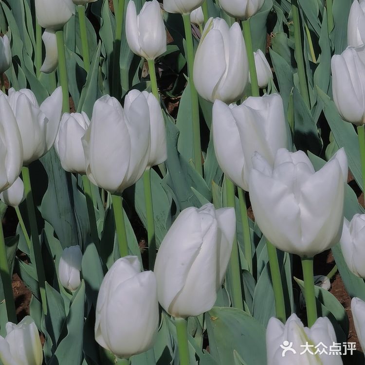 烟台郁金香🌷:和阿姨们抢夺最美拍照机位