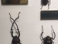 -上海昆虫博物馆