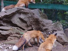 -宫城藏王狐狸村