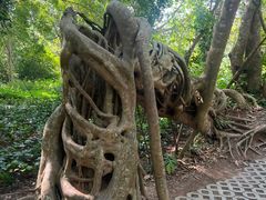 -中国科学院西双版纳热带植物园