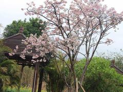 -天适樱花悠乐园