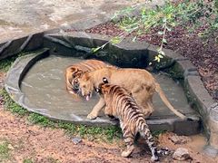 -深圳野生动物园