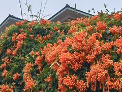 -溪岸路花鸟市场