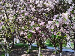 -长白岛森林公园