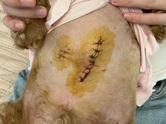 -伟伟宠物医院·CT影像中心·瑞派犬猫综合性门诊(汉口总院)