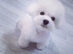 -PETKIT小佩宠物(古北店)