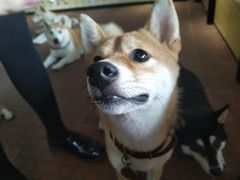 -柴犬高等学院·狗咖·柴犬售卖·宠物训练