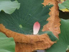 -大湾区中央湿地公园