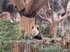-成都大熊猫繁育研究基地