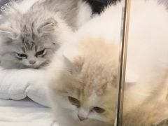-momokira米努特·德文卷毛猫·棉花面纱犬