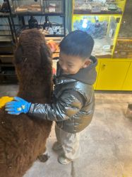 -神奇动物撸宠馆·羊驼·小浣熊·异宠(豫园店)