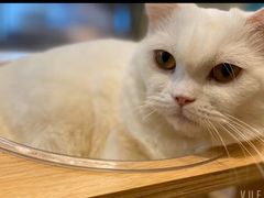 -飞行喵MR PILOT|猫舍·猫咖(静安大融城店)