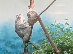 -广州长隆野生动物世界