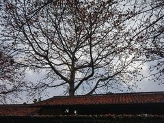 -喜洲吧·江畔老船厂·庭院餐厅(喜临院店)