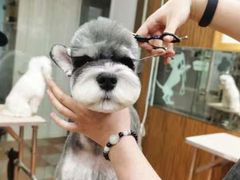 -鑫艺宠物美容培训学校