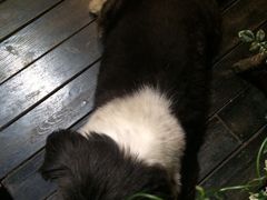 山色西餐厅-山色柴火烤披萨·原切牛扒