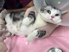 -北京观赏动物医院·24小时大型综合·猫专科·异宠专科