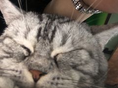 -李小姐の猫咖啡馆(五角场店)