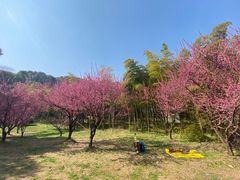 -苏州上方山国家森林公园
