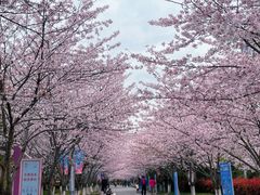 -高东镇樱花园
