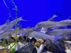 -上海海洋水族馆