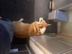 -瑞鹏宠物医院·普外科·影像科·皮肤科(城市山谷分院)