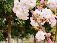 -天适樱花悠乐园