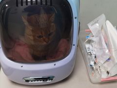 -北京观赏动物医院·24小时大型综合·猫专科·异宠专科