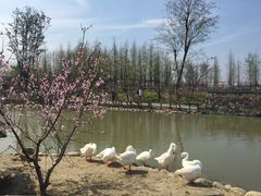 -田园东方蜜桃村的田野营地