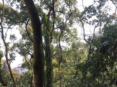 -南山植物园