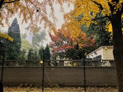 -三里屯东五街银杏大道