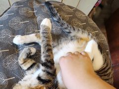 -海边的猫和咖啡馆