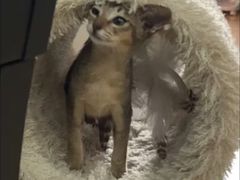 -猫十亿·布偶金渐层·曼基康矮脚猫舍(青年路店)