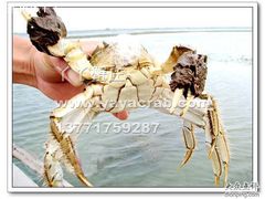 雄蟹-丫丫蟹庄·苏式园林农家乐·阳澄湖大闸蟹(阳澄湖莲花岛店)