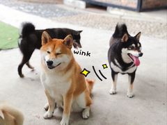 -柴犬高等学院·狗咖·柴犬售卖·宠物训练