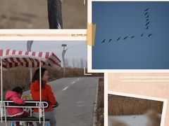 -盐城丹顶鹤湿地生态旅游区