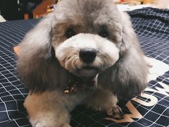 -PETKIT小佩宠物(古北店)