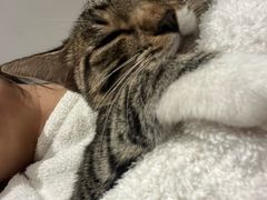 -伟伟宠物医院·瑞派猫友好医院·猫科(光谷店)
