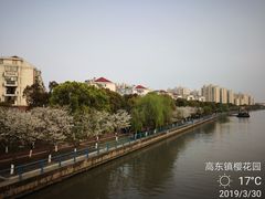 -高东镇樱花园