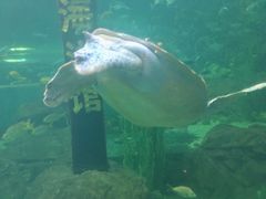 -洛阳龙门海洋馆