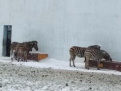-新疆天山野生动物园