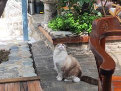 -喵屿·大理花园猫咖