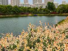-贡湖湾湿地公园