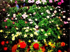 iphone_upload_pic-双季花艺园艺市场(浦东店)