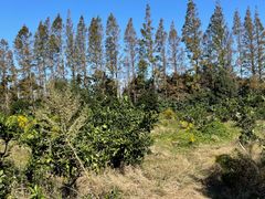 -前小桔亲子创意农场·草莓采摘·露营烧烤