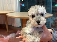 -帕帕拉兹宠物(亚洲旗舰店)