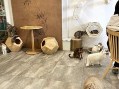 -楼上猫咖(罗湖店)