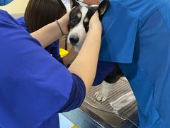 -萌兽医馆·犬猫专科·眼科中心·宠物医院(朝阳门分院)