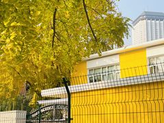 -三里屯东五街银杏大道